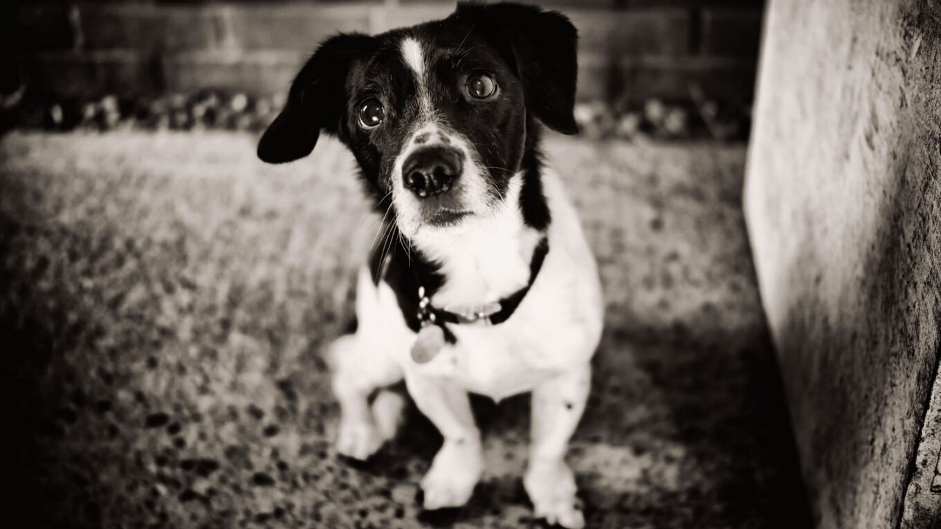 Сила чорно-білих знімків