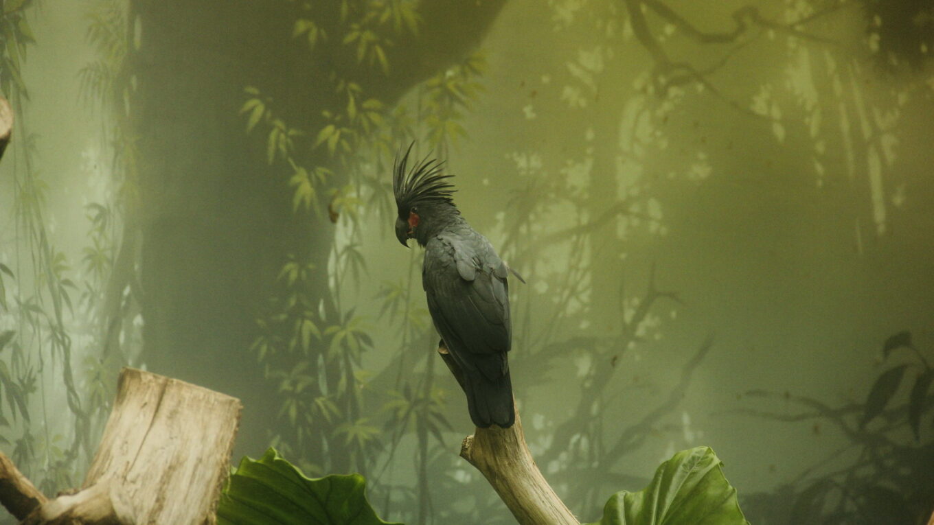 чорний пальмовий какаду