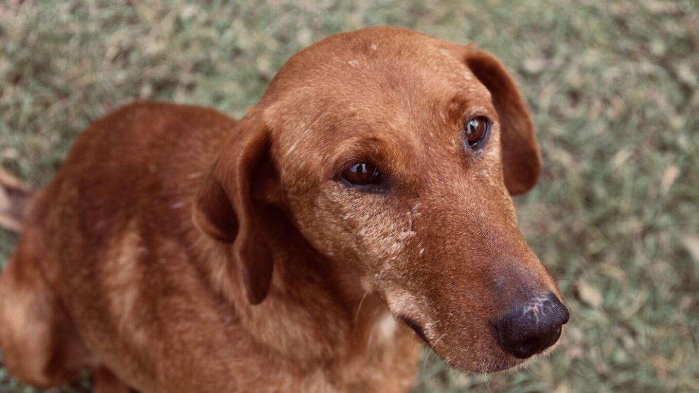 сумна собака