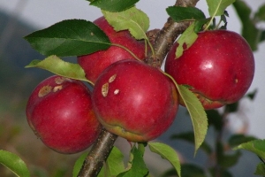 яблука