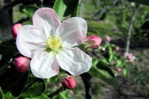 яблуневий цвіт