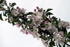 яблуневий цвіт
