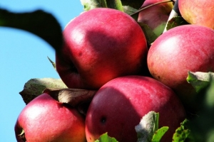 яблуневий сад