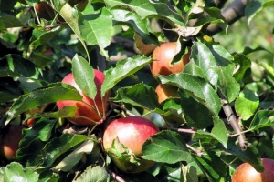 яблуневий сад