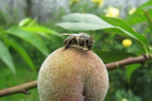 бджілка