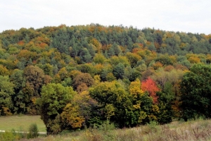 осінній ліс