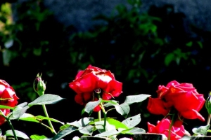 троянди