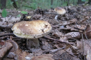 білі гриби