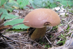польський гриб