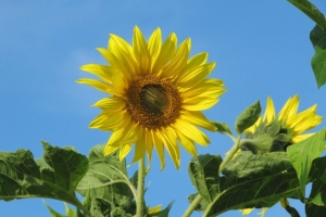 сонячна квітка