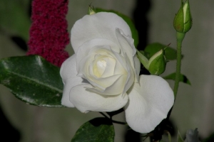 біла троянда